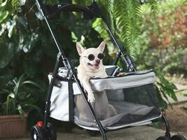 brown short hair chihuahua dog wearing sunglasses,  sitting in pet stroller in the garden  with green plant background. Smiling happily. photo