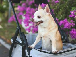 Happy brown short hair Chihuahua dog  standing in pet stroller in the park with purple flowers background. smiling and looking sideway curiously. photo