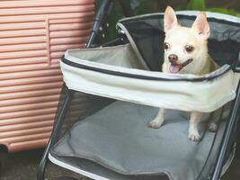 brown short hair chihuahua dog sitting in pet stroller with pink suitcase in the garden. Smiling happily. happy vacation and travelling with pet concept photo