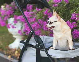 Happy brown short hair Chihuahua dog wearing sunglasses, standing in pet stroller in the park with purple flowers background. looking sideway curiously. photo