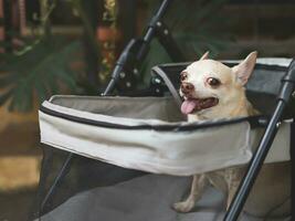 brown short hair chihuahua sitting in pet stroller in the garden. Smiling happily. photo