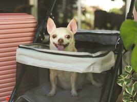 brown short hair chihuahua dog sitting in pet stroller with pink suitcase in the garden. Smiling happily. happy vacation and travelling with pet concept photo