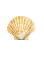 Close up of ocean shell isolated PNG transparent