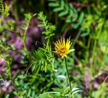 cierne tragopogon pratensis. esta es un bienal planta en el familia asteraceae foto