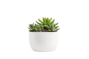 AI generated Succulent Plant in  Pot Isolated on transparent Background png