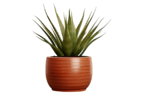 ai generiert Aloe vera Pflanze im Topf isoliert auf transparent Hintergrund png