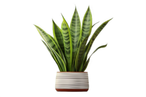 AI generated Snake Plant  in Modern White Pot Isolated on transparent  Background png