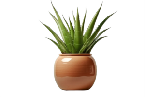 AI generated Aloe Vera Plant in  Pot Isolated on transparent Background png