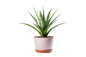 AI generated Aloe Vera Plant in  Pot Isolated on transparent Background png