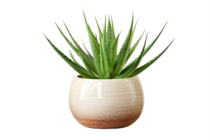 AI generated Aloe Vera Plant in  Pot Isolated on transparent Background png