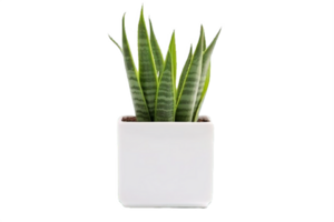AI generated Snake Plant  in Modern White Pot Isolated on transparent  Background png
