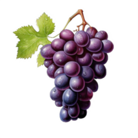 ai generado maduro manojo de púrpura uvas con Rocío gotas aislado en transparente antecedentes png