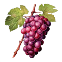 ai generato maturo mazzo di viola uva con rugiada gocce isolato su trasparente sfondo png