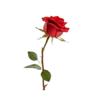 AI generated a single red rose stick is isolated on a transparent background png