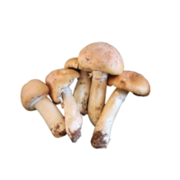 Family Group of mushrooms in the same family- png