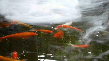 koi poisson sont nager dans le étang Heureusement, multi Couleur koi poisson proche en haut vue avec foncé arrière-plan, groupe de coloré koi poisson nager dans une serein Japonais étang video