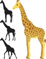 Giraffe on White vector