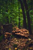 Mushrooms covering old tree root photo