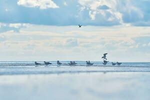 Seagulls standing in shallow water at northern sea photo