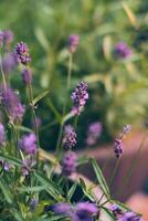 lavanda planta cierne en luz de sol foto