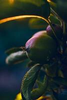 Small apples growing in sunset sunlight photo