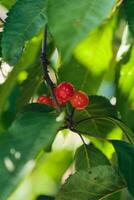 Cherries hanging in tree photo