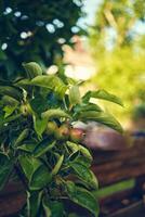 Small Apples on young Apple tree photo