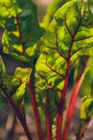 Red Chard in sunlight photo