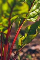 Red Chard in sunlight closeup photo