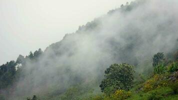 el niebla fluye mediante el montaña bosque, Dom brillante dentro tropical bosque, niebla derivas mediante montaña crestas en el mañana, lento flotante niebla soplo cubrir en el parte superior de montaña video