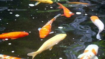 koi peixe estão natação dentro a lagoa Felizmente, multi cor koi peixe fechar acima Visão com Sombrio fundo, grupo do colorida koi peixe natação dentro uma sereno japonês lagoa video