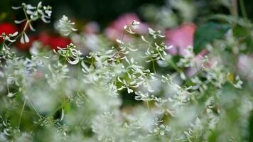 mooi kosmos bloemen in de tuin, dichtbij omhoog visie van bloem stengels, zonnig veld- van leptoconops irriterende stoffen wit bloemen met helder lucht, een natuur achtergrond video