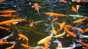 koi poisson sont nager dans le étang Heureusement, multi Couleur koi poisson proche en haut vue avec foncé arrière-plan, groupe de coloré koi poisson nager dans une serein Japonais étang video