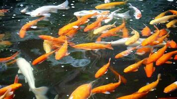 koi pesce siamo nuoto nel il stagno felicemente, Multi colore koi pesce vicino su Visualizza con buio sfondo, gruppo di colorato koi pesce nuoto nel un' sereno giapponese stagno video