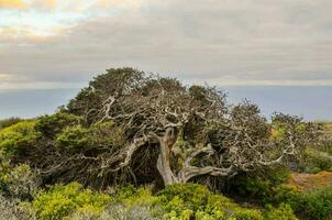 un árbol en el lado de un colina con un ver de el Oceano foto