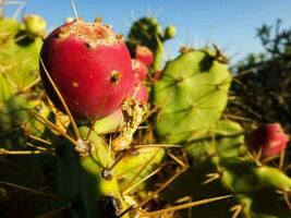 a cactus plant with red fruit on it photo