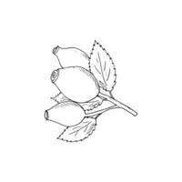 Rosehip vector hand-drawn illustration. Isolated berry branch sketch on a white background.