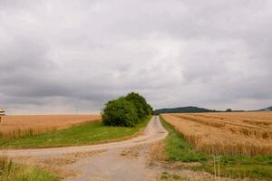 a dirt road leads to a field photo