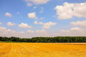 un campo de dorado trigo debajo un azul cielo foto
