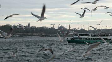 Istanbul turkiye - 18.1.2023 Istanbul Visualizza con gabbiani e traghetto. video