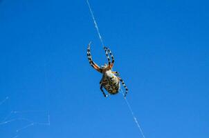 un araña es colgando en un web en contra el azul cielo foto