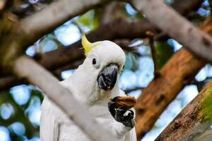 a white parrot eating a nut photo