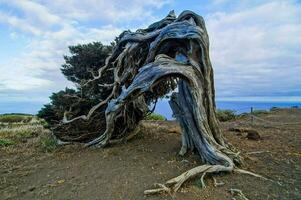 un árbol ese tiene estado retorcido por el viento foto