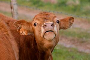 un vaca con un etiqueta en sus oído foto