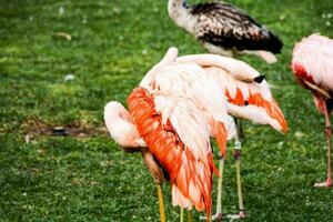 flamingos in the zoo photo