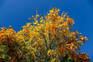 otoño hojas en un árbol en contra un azul cielo foto