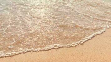 il sabbioso spiaggia di il mare è un' vista per ecco. con morbido d'oro sabbia fa voi sentire rinfrescato e ringiovanito. sabbioso spiagge, conchiglie e rocce rendere spiaggia bellissimo nel natura. bene posto per rilassare video