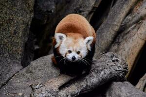 a red panda is walking on a tree branch photo