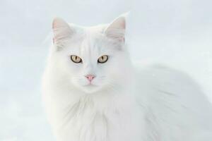 AI generated Angora purebred cat in snow. Generate ai photo