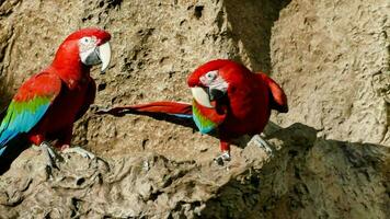 two red and blue macaws perched on a rock photo